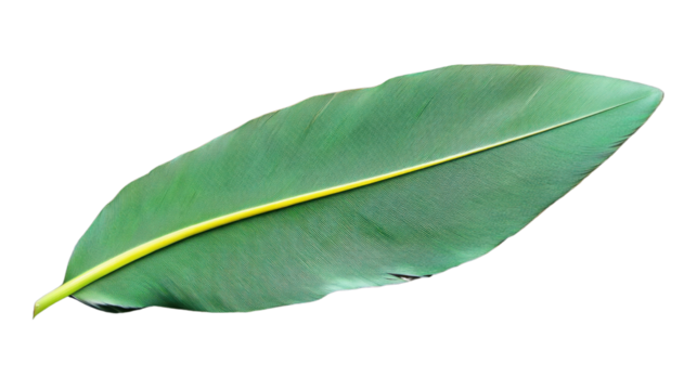 Single green tropical leaf with yellow midrib isolated on transparent background
