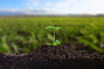 Young green plant growth spouts on soil