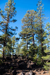 Fototapeta premium Visiting of Teide national park on Tenerife and view on volcanic landscapes and Canarian pine trees, Canary islands, Spain
