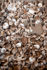 Fresh ripe organic seta nameko mushrooms on farmers market on Tenerife, Canary islands, Spain, fresh local farmers products