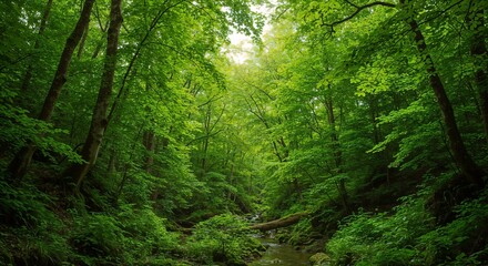 Lush green forest with flowing stream under soft light, promoting tranquility and natural beauty