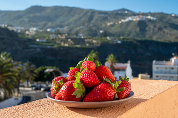 New harvest, plate with bio ripe red sweet strawberry from Tenerife, Canary islands, Spain,...