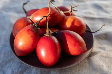 Eco farming in Spain, organic ripe red tamarillo tomato tree tropical fruits from Tenerife island and blue sea view, Canary islands