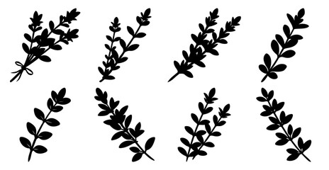 Collection of Eight Silhouettes of Thyme Sprigs Botanical Illustration