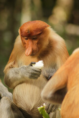 Naklejka premium Proboscis Monkey, Nasalis Larvatus or long-nosed monkey, known as the bekantan 