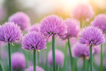 Under the spring sunshine, vegetable farmers pick chives