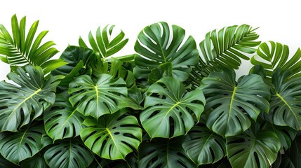 A lush arrangement of tropical leaves showcasing vibrant green foliage.