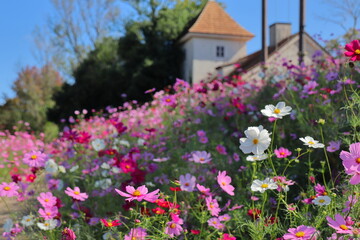 丘の斜面のコスモス畑と建物
