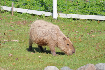 草地のカピバラ
