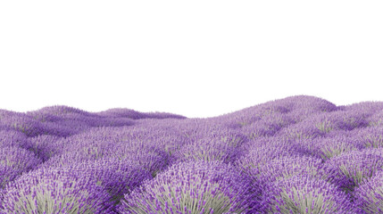 Obraz premium Blooming lavender field covering rolling hills with transparent background