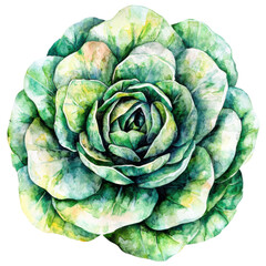 Obraz premium Vibrant green cabbage art nature watercolor studio aesthetics