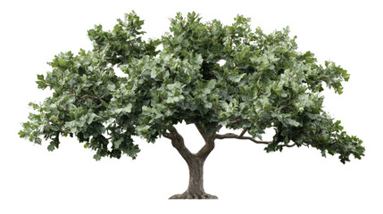 Obraz premium Isolated oak tree with lush green foliage on transparent background