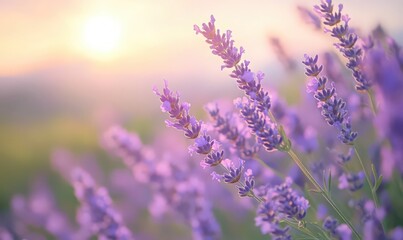 Obraz premium Purple Lavender Flowers at Sunrise in a Field