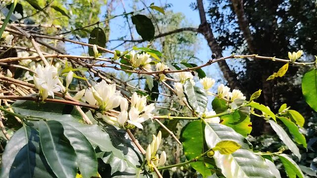 yellow flowers on a branch