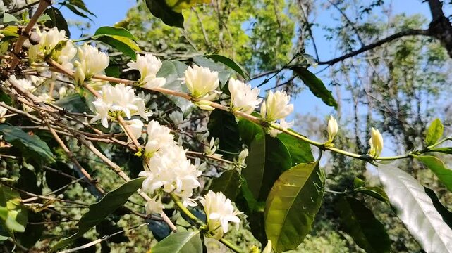 Coffee flower. Blooming coffee tree. White flowers. In the farm, coffee trees bloom with white flowers. farmer's garden close up of coffee flower under sunlight