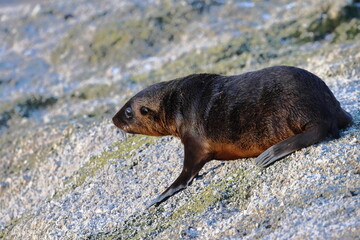 australian fur seal