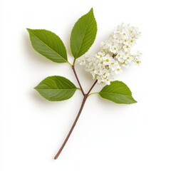 Fototapeta premium Sprig with white blossom and leaves