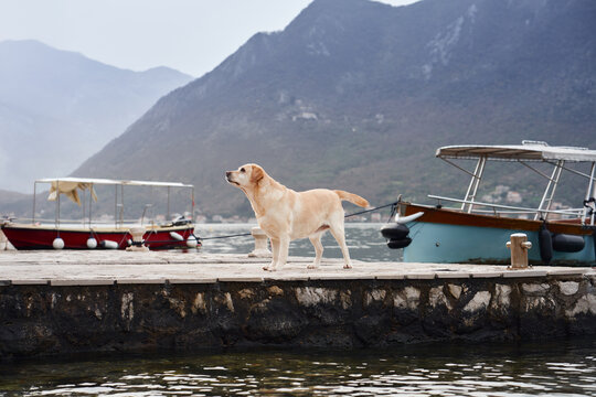 A Labrador Retriever standing confidently on a stone dock, with boats, calm water, and distant mountains in the background. The composition showcases the dog poised stance and the picturesque scenery. - Powered by Adobe