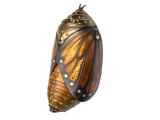 Transformative metamorphosis of a butterfly chrysalis with golden flecks in nature's realm, isolated on white or transparent background