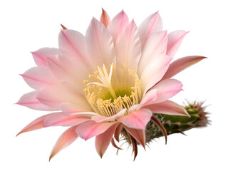 Obraz premium Cactus flower bloom at peak petals natural garden macro photography vibrant colors, isolated on white or transparent background