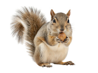 Obraz premium Playful squirrel holding acorn forest wildlife photography natural habitat close-up view, isolated on white or transparent background