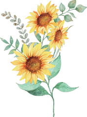 sunflower on white background