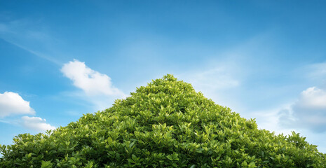 Lush Green Hill Blue Sky Nature Background