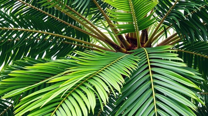Fototapeta premium Lush Pandan Tree with Aromatic Leaves