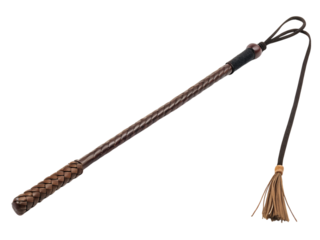 Horse training techniques equine arena action shot natural environment close-up view, isolated on white or transparent background