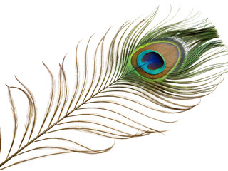 Fototapeta premium Elegant peacock feather display nature's beauty close-up vibrant colors artistic concept, isolated on white or transparent background