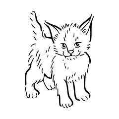 adorable kitten line art