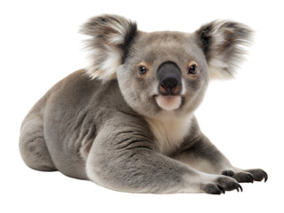 Fototapeta premium Relaxed koala resting on ridge nature photography australian wildlife scenic view, isolated on white or transparent background