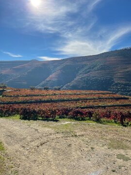 vineyard in the mountains