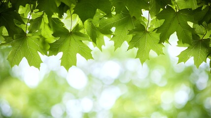 Fototapeta premium Vibrant Green Maple Leaves Background