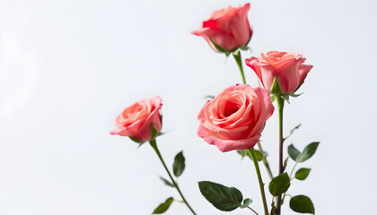 Pink Roses: Beautiful Flower Images