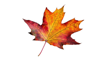 Fototapeta premium Colorful maple leaf showing fall colors on transparent background