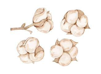 garlic isolated on white background