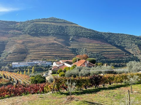 vineyard in douro valley portugal