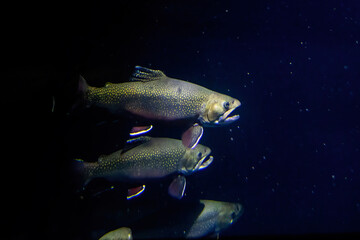 The brook trout (Salvelinus fontinalis) underwater 