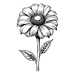 Vintage Marigold Sketch in Black and White  