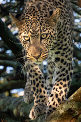 portrait of leopard in the tree with morning sunshine, serengeti Tanzania	
