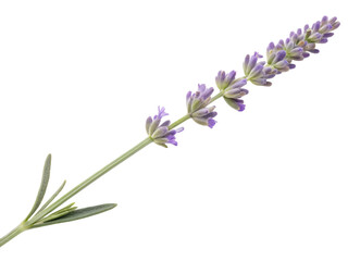 Obraz premium Lavender blooming in a serene garden close-up view natural beauty tranquil setting, isolated on white or transparent background