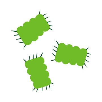 Scenedesmus
