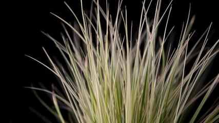 Ophiopogon Japonicus Closeup - Abstract Dark Nature