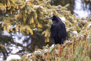  American crow (Corvus brachyrhynchos) in winter