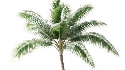 Coconut palm tree swaying gently with transparent background