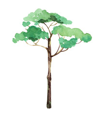 tree isolated on white background