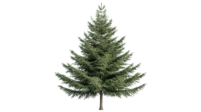 Green fir tree growing on transparent background
