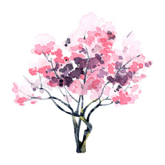 pink cherry blossom