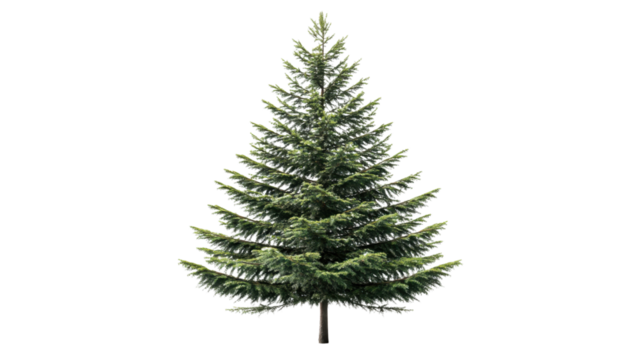 Green fir tree growing on transparent background